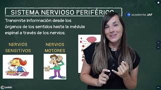 EL SISTEMA NERVIOSO y sus funciones Sistema nervioso central y periférico [upl. by Lanza]