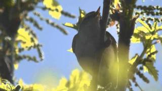 Humes Warbler  Phylloscopus humei [upl. by Notneiuq]