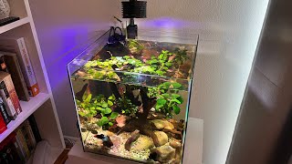 Easy Nano Tree 30X30 Cube Aquascape for Betta Fish [upl. by Arrakat]