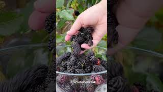 Mulberry Picking from our Everbearing Dwarf Mulberry Tree [upl. by Hirsch233]