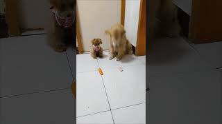 The golden retriever gave the chicken to the puppy and ate the carrot himself🥹 [upl. by Haya]