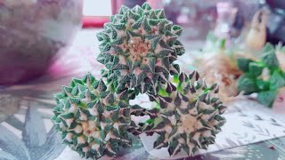 Ariocarpus Kotschoubeyanus  Grafted [upl. by Adnomar]