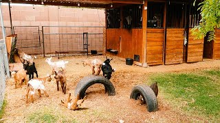 Baby Goats JUMPING PLAYING RUNNING amp FIGHTING 😂 [upl. by Schoenburg782]