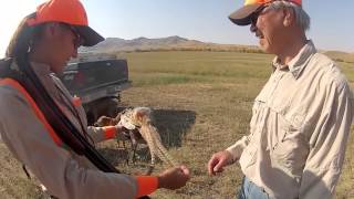 Montana Pheasant hunting [upl. by Capon]