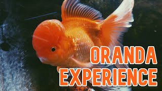 Oranda Goldfish  My Experience Keeping [upl. by Yslek]