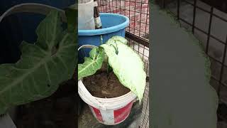 Mera beautiful synonym ka plantvideo nature gardening [upl. by Talich504]