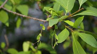 Chionanthus virginicus  Fringetree Old Man’sBeard [upl. by Airtap]