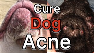 How to treat dog Acne pimples hot spots and dog allergies acne at home treatment  8 easy ways [upl. by Slifka]