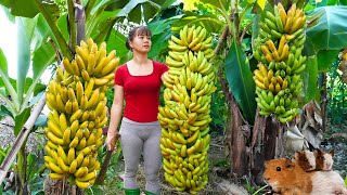 Harvesting Big Bunch Of Bananas Goes To Countryside Market Sell  Buy Ducklings To Raise [upl. by Erl]