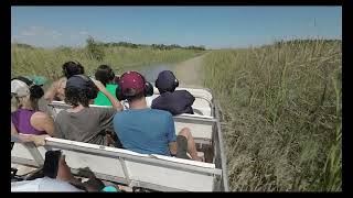 Airboat Ride  Florida Everglades [upl. by Aicirtal706]