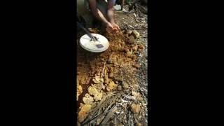 Detecting Bendigo Whipstick  10 gram gold nugget [upl. by Ahsenrat965]