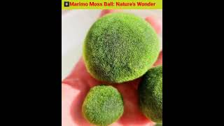 Marimo Moss Ball Nature’s Velvet Wonder for Your Aquarium [upl. by Anida513]