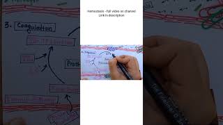 Extrinsic Pathway of Coagulation  HEMOSTASIS [upl. by Suirtemed421]