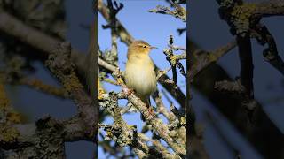 Willow Warbler Song amp Call  Beautiful Bird Sounds birds [upl. by Llahsram850]