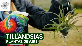 Todo sobre las Tillandsias o Plantas de Aire [upl. by Ellerahs]