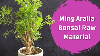 Ming Aralia Bonsai  PreBonsai [upl. by Adnerak]