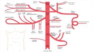 Abdominal Aorta Branches [upl. by Yenohtna836]