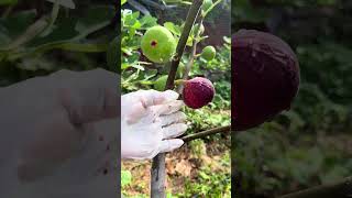 Beautiful and healing rural life  fruit pickingpickvillagelifefarming ruralchinasatisfying [upl. by Pacifica]