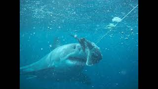 My Shark Cage dive  Port Lincoln  South Australia [upl. by Camille]