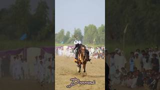 Nezabazi 8 Sal ka baccha Video🐎 trendingshorts horse horseing horseracing danceclips [upl. by Ojyllek]