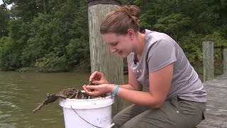 Interning at the Smithsonian Environmental Research Center SERC [upl. by Otrebide463]