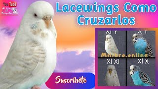 Periquitos Alas de Encaje Lacewings Tabla de Cruces 👌 [upl. by Drewett]