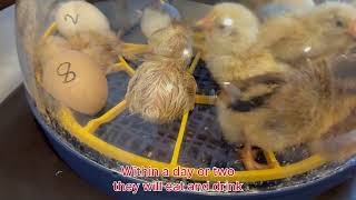 How to incubate chicken eggs kitchen incubator chicks chickhatching eegs [upl. by Schifra50]