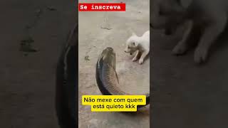 shorts short video viral viralvideo memes humor engraçado pescador pescaria pet fish bh [upl. by Main]