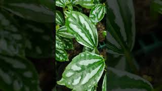 Aluminum Plants Grown on small pots Ready for shipping juliardbotanical aluminumplant [upl. by Ahsieyn483]