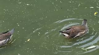 Juvenile Moorhens In Great Britain [upl. by Ardnaxila]