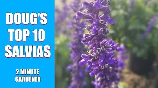 Dougs Top 10 Salvias for your garden [upl. by Anwad568]