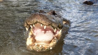 Alligator Captures Python 05  Deadly Animal Attacks [upl. by Ydroj]