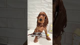 🥹🥹 pets healthypets vet veterinaryclinic petcare goldenretriever funnyvideo doglover dog [upl. by Neuburger814]