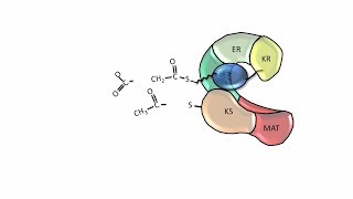 Fatty Acid Synthesis  Fatty acid synthase [upl. by Ahcila85]