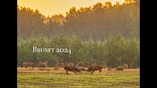 Rotwild Brunft bei Boizenburg 2024 [upl. by Fenny649]