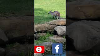 Travel to see WallabyKangaroocooking wallabies httpsyoutubeSWZYkZLnvZMsiTUQgwmcj90ESxgu1 [upl. by Eilarol396]