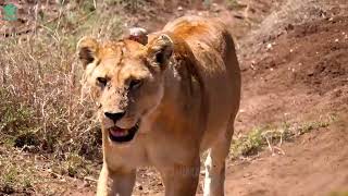 OMG Crazy Baboon Attacks Giant Python To Rescue Teammate Being Swallowed by Python  Wild Animals [upl. by Fraya757]