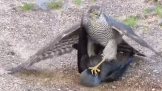 Sparrowhawk Attack On A Crow  Sparrowhawk  Eagle Preying A Crow  عقاب کوے کا شکار کرتے ہوئے [upl. by Eglantine407]