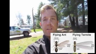 Flying Termites vs Flying Ants  Pest Control Grafton MA  Bug Bully Pest Control [upl. by Anailil]