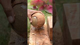 Coconut small  how to remove coconut from Shell [upl. by Tisbee754]