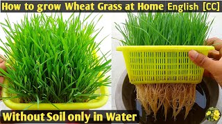 Grow WheatGrass at Home without Soil only in Water  सिर्फ पानी में व्हीटग्रास उगाने का आसान तरीका [upl. by Ahsikyt]