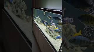 Calming African Cichlid Tank [upl. by Rettuc412]