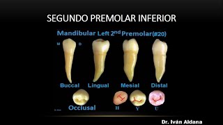 ANATOMÍA DENTARIA Unidad 25 Premolares inferiores Segundo premolar inferior parte 1 [upl. by Rainie]