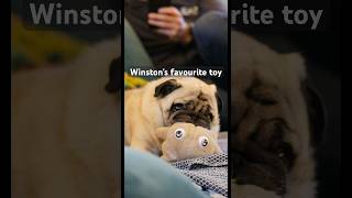 Winston 🤍 Boggle pug dog youtubecreatorcommunity [upl. by Giselle]