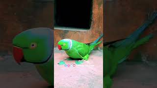 Parrots voice sweet tota ka aawaj sweet voice parrot bard parrotlovers parrot speaking viral reel [upl. by Ainslie]