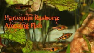 Harlequin Rasbora Amazing fish [upl. by Aneelad]