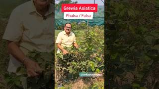 Phalsa Falsa  Grewia Asiatica Tropical Superfruit  फालसा स्वादिष्ट फल के अद्भुत स्वास्थ्य लाभ [upl. by Anahoj]