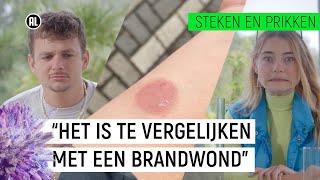 BERENKLAUW VEROORZAAKT WEKENLANGE PIJN  Steken en Prikken S2 5  NPO Zapp [upl. by Ainola90]