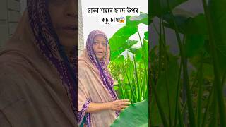 🌿ঢাকা শহরে ছাদের উপর কচু চাস 🌿  fahimislam895 rooftopgarden gardening [upl. by Leuams]