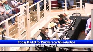 Strong Market for Ranchers on Video Auction [upl. by Eniretac]